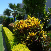 landscaping with crotons