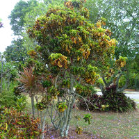 landscaping with crotons