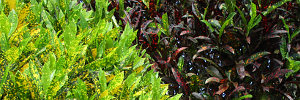 subject tag image