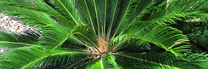 subject tag image