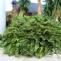 Zamia furfuracea