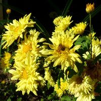 Chrysanthemum