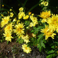 Chrysanthemum