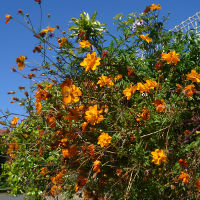 Cosmos sulphureus