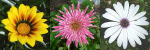 subject tag image