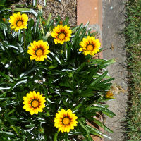 Gazania