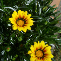 Gazania
