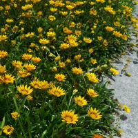 Gazania