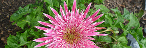 subject tag image