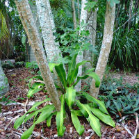 Dracaena fragrans Massangeana