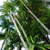 Dracaena fragrans Massangeana