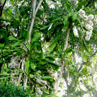 Dracaena fragrans Massangeana