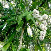 Dracaena fragrans Massangeana