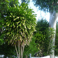 Dracaena fragrans Massangeana