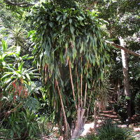 Dracaena fragrans Massangeana