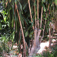 Dracaena fragrans Massangeana