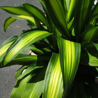 Dracaena fragrans Massangeana