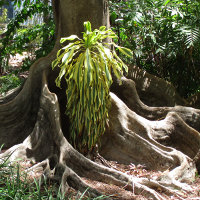 Dracaena fragrans unknown cultivar