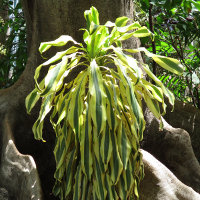 Dracaena fragrans unknown cultivar