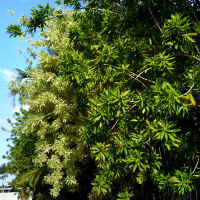 Dracaena reflexa