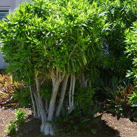 Dracaena reflexa