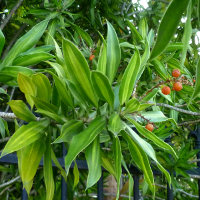 Dracaena reflexa