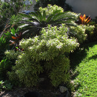 Dracaena reflexa