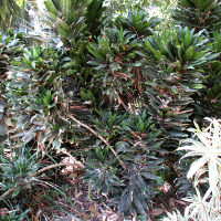 Dracaena fragrans compacta