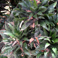 Dracaena fragrans compacta