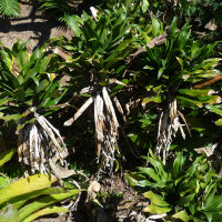 Dracaena fragrans compacta