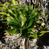 Dracaena fragrans compacta