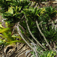 Dracaena fragrans compacta