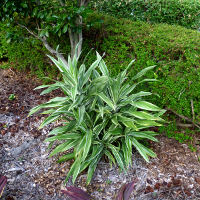 Dracaena fragrans Warneckii