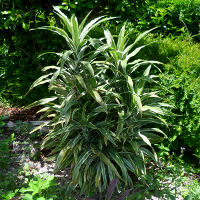 Dracaena fragrans Warneckii