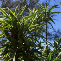 Dracaena fragrans Warneckii