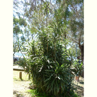 Dracaena fragrans Warneckii