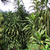 Dracaena fragrans Warneckii