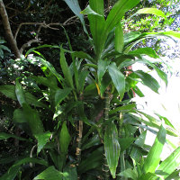 Dracaena fragrans Janet Craig