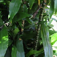 Dracaena fragrans Janet Craig