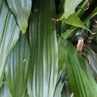 Dracaena fragrans Janet Craig