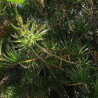 Dracaena marginata