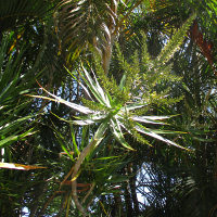 Dracaena marginata