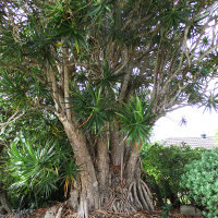 Dracaena marginata