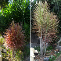 Dracaena marginata photographed 4 years apart