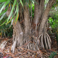 Dracaena marginata