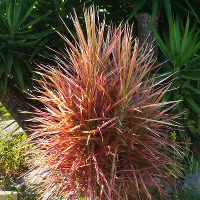 Dracaena marginata Colorama