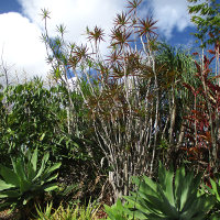 Dracaena marginata dark leaved variety