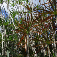 Dracaena marginata dark leaved variety