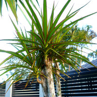 Dracaena marginata Red Edge