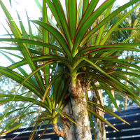 Dracaena marginata Red Edge